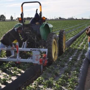 SB6 2 26 shanks strawberries USA